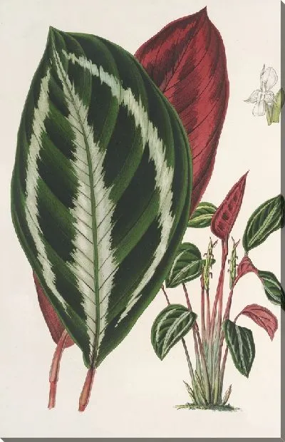 Картина Фриниум (Маранта) Ван-ден-Хеккей (1854-1896)