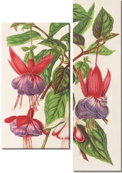 Картина Фуксия (новые сорта) (1854-1896)