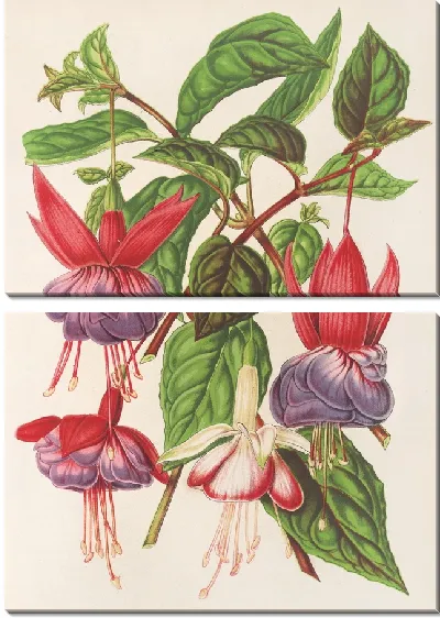 Картина Фуксия (новые сорта) (1854-1896)