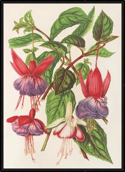 Картина Фуксия (новые сорта) (1854-1896)