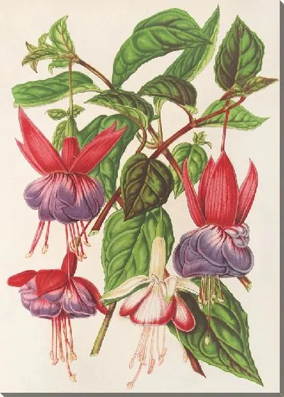 Картина Фуксия (новые сорта) (1854-1896)