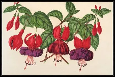 Фуксия (садовые сорта) (1854-1896)