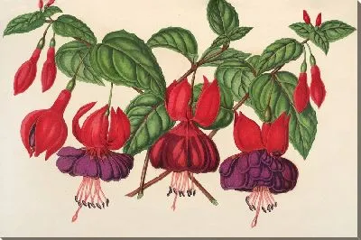 Фуксия (садовые сорта) (1854-1896)