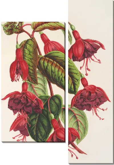 Картина Фуксия Сольферино (1854-1896)