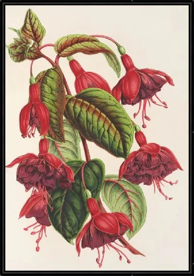 Картина Фуксия Сольферино (1854-1896)