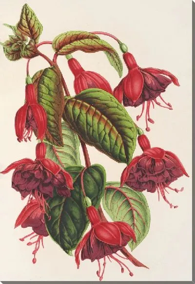 Картина Фуксия Сольферино (1854-1896)