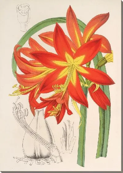 Картина Хабрантус Фульгенс (1854-1896)