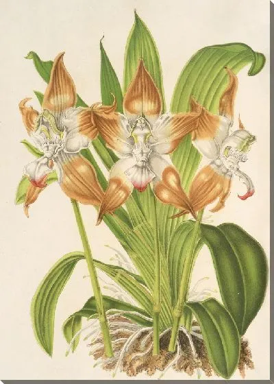 Картина Хантлея альбидо-фульва (1854-1896)