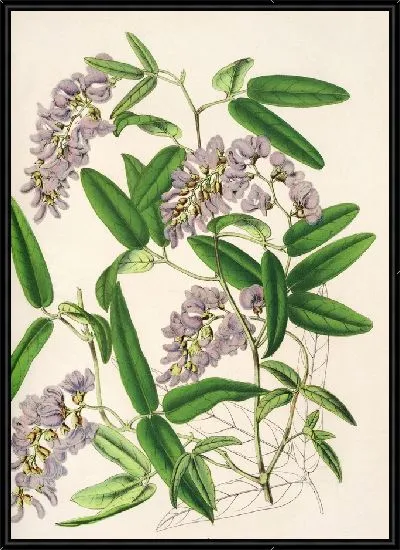 Картина Харденбергия Макояна (гибрида) (1854-1896)
