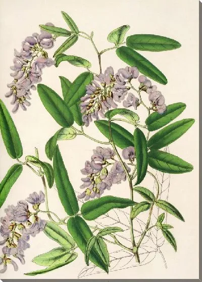 Картина Харденбергия Макояна (гибрида) (1854-1896)