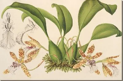 Картина Хелция кроваво-красная (1854-1896)