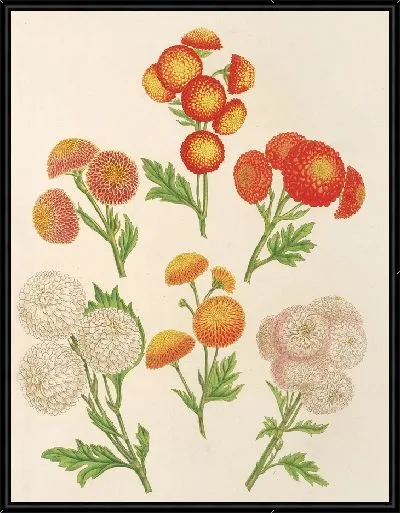 Картина Хризантемы (новые) Лиллупутенс (1854-1896)