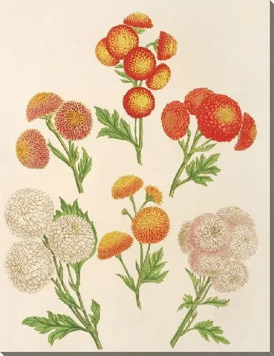 Картина Хризантемы (новые) Лиллупутенс (1854-1896)