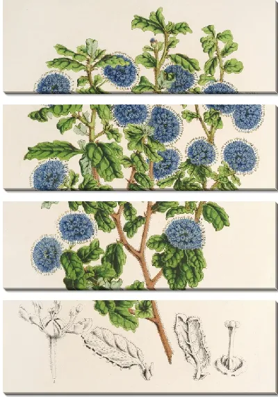 Картина Цеанотус обильноцветущий (1854-1896)