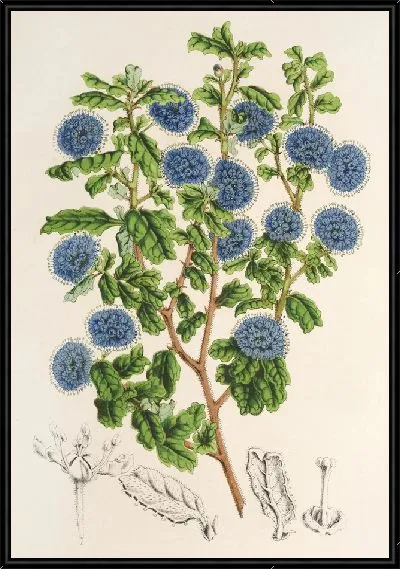 Картина Цеанотус обильноцветущий (1854-1896)