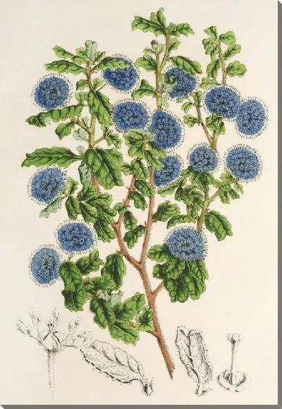 Картина Цеанотус обильноцветущий (1854-1896)