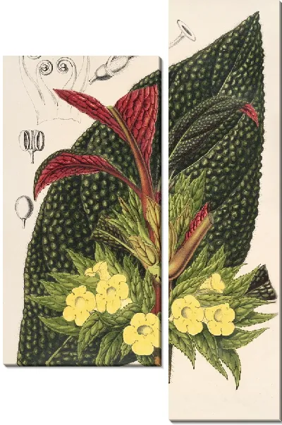 Картина Центросолата (Episcia tessellata) (1854-1896)