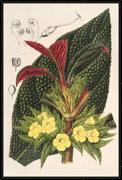 Картина Центросолата (Episcia tessellata) (1854-1896)