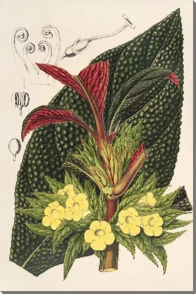 Картина Центросолата (Episcia tessellata) (1854-1896)