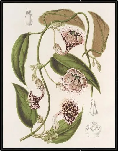 Картина Церопегия Гарднери Туэйтс (1854-1896)