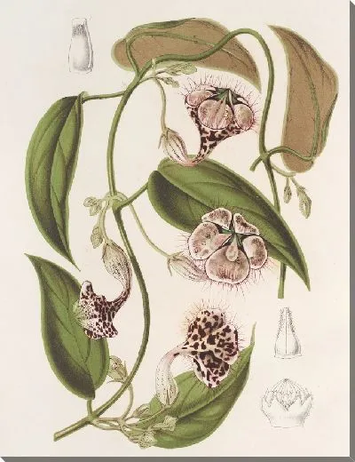 Картина Церопегия Гарднери Туэйтс (1854-1896)
