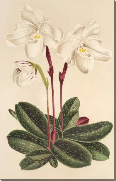 Картина Циприпедиум нивеум (1854-1896)