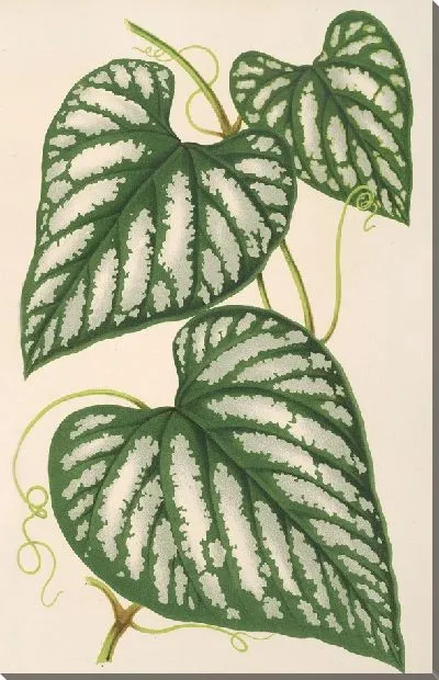 Картина Циссус Линдени (1854-1896)