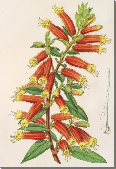 Картина Цифея (Cuphea) jorullensis (1854-1896)