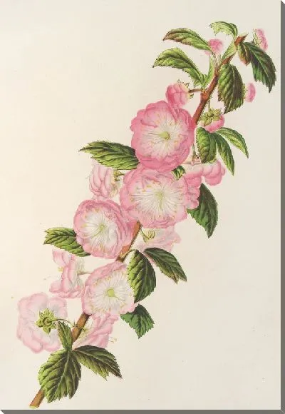 Картина Чернослив трехлопастный (1854-1896)