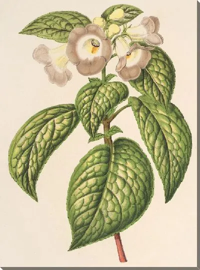 Картина Чирита Сиреневая (1854-1896)