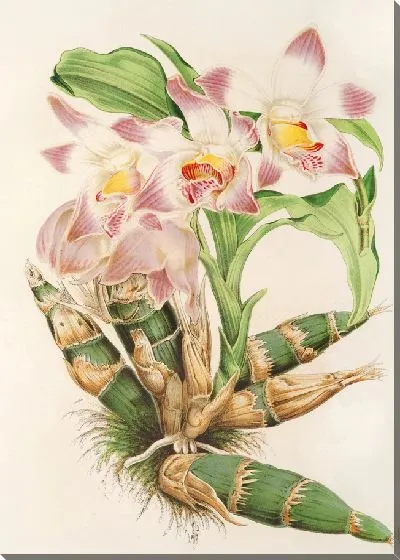 Картина Чисис Лиммингбей (1854-1896)