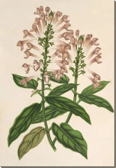 Картина Шлемник альбо-розовый (1854-1896)