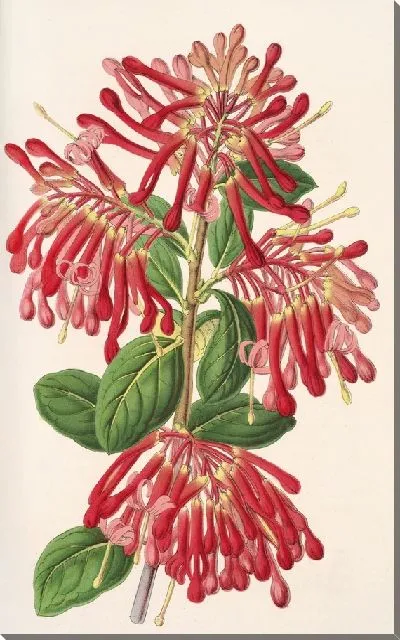 Картина Эмботриум коцинеум (1854-1896)