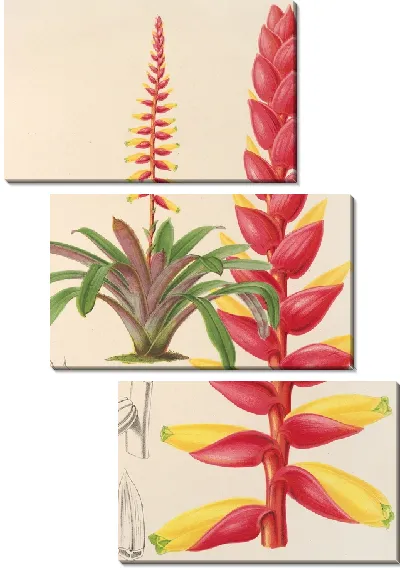 Картина Энхолиум коралловый (1854-1896)