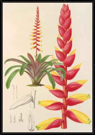 Картина Энхолиум коралловый (1854-1896)