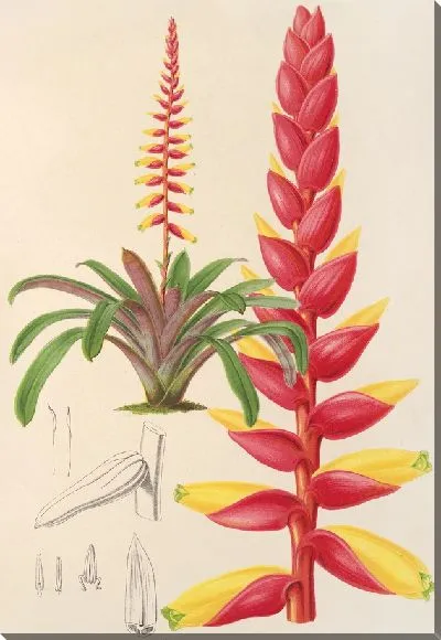 Картина Энхолиум коралловый (1854-1896)