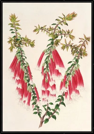 Картина Эпакрис миниатюрный (1854-1896)