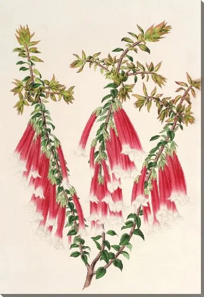 Картина Эпакрис миниатюрный (1854-1896)