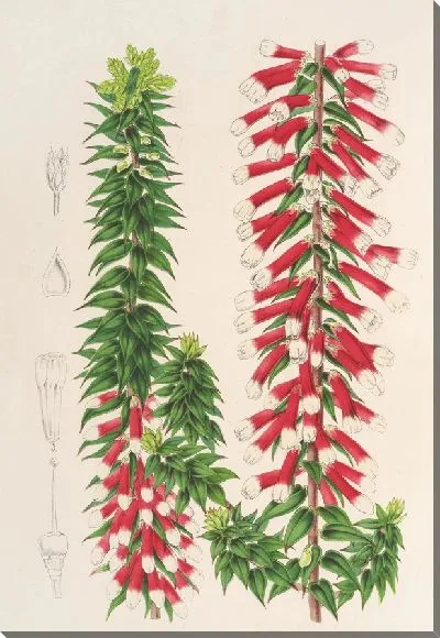 Картина Эпакрис мультифлора (1854-1896)