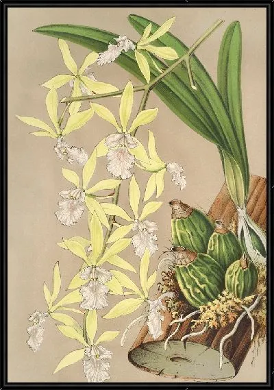 Картина Эпидемия двухмерная (1854-1896)