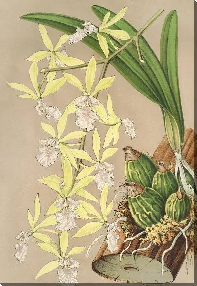 Картина Эпидемия двухмерная (1854-1896)