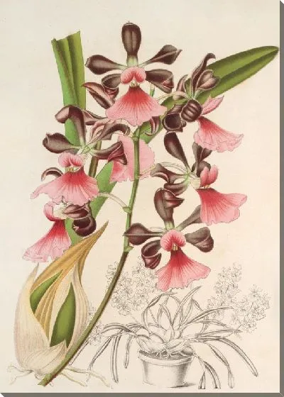 Картина Эпидендрум атропурпурный, вар. розеум (1854-1896)