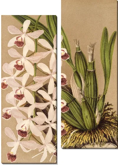 Картина Эпидендрум конспикуум (1854-1896)