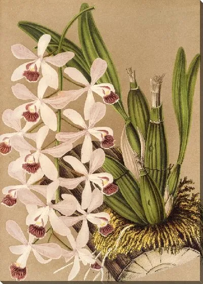 Картина Эпидендрум конспикуум (1854-1896)