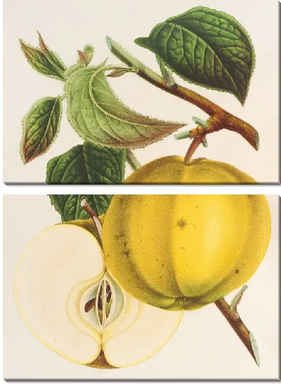 Картина Эппл (Кальвиль) Гарибальди (1854-1896)