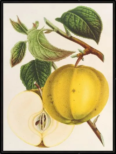 Картина Эппл (Кальвиль) Гарибальди (1854-1896)