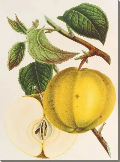 Картина Эппл (Кальвиль) Гарибальди (1854-1896)