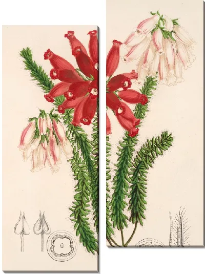 Картина Эрика церинтоидес (1854-1896)
