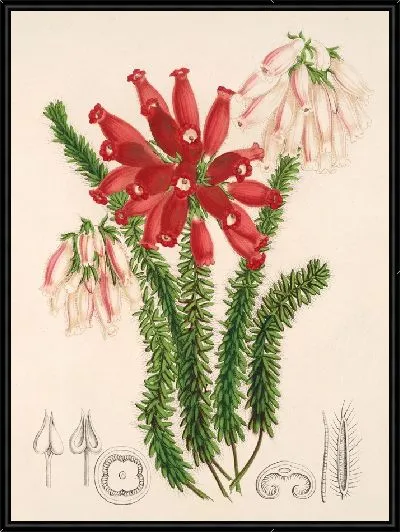 Картина Эрика церинтоидес (1854-1896)
