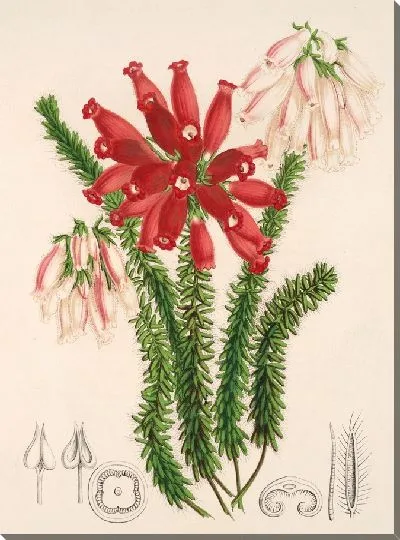 Картина Эрика церинтоидес (1854-1896)